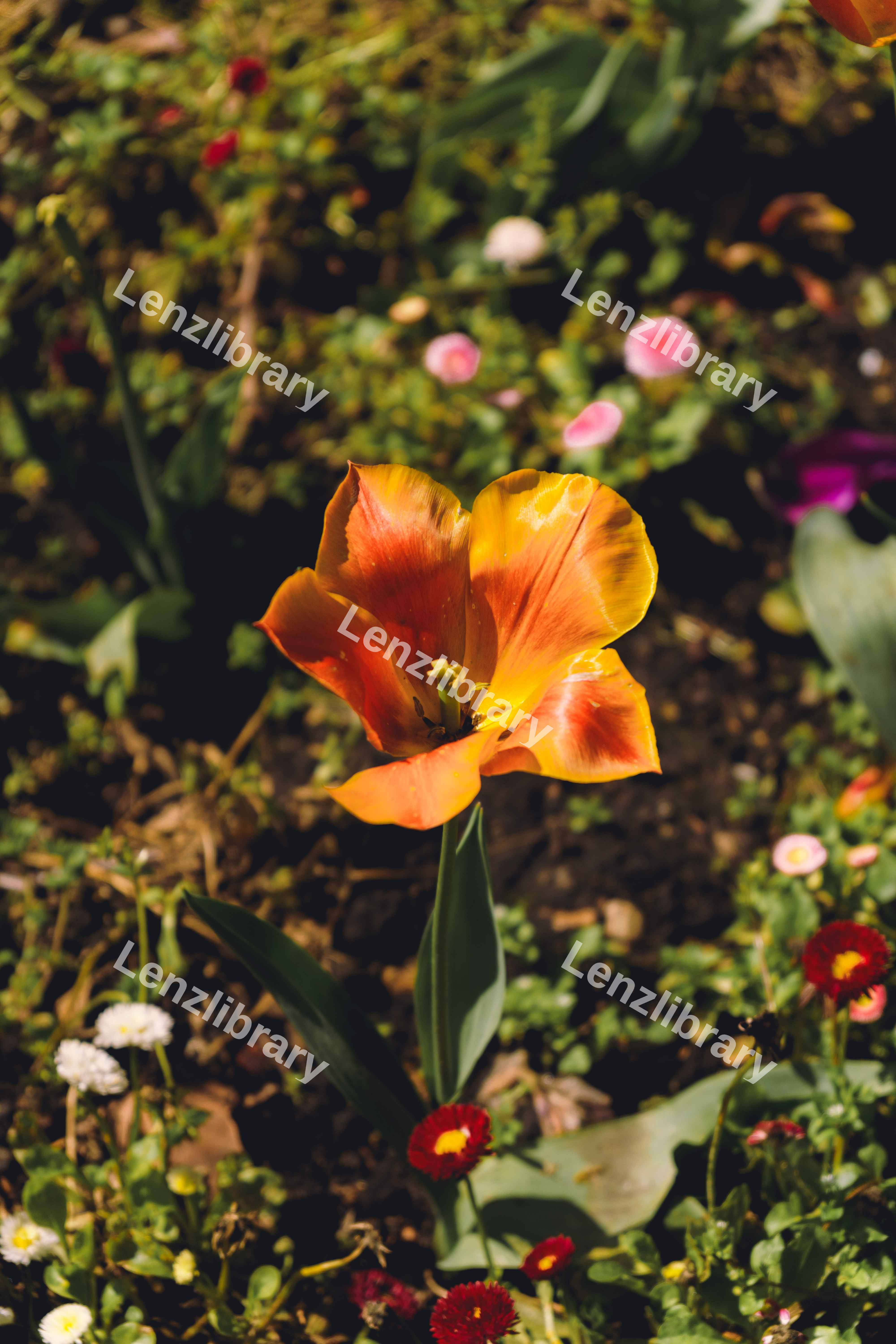 Flower Amonst Flowers